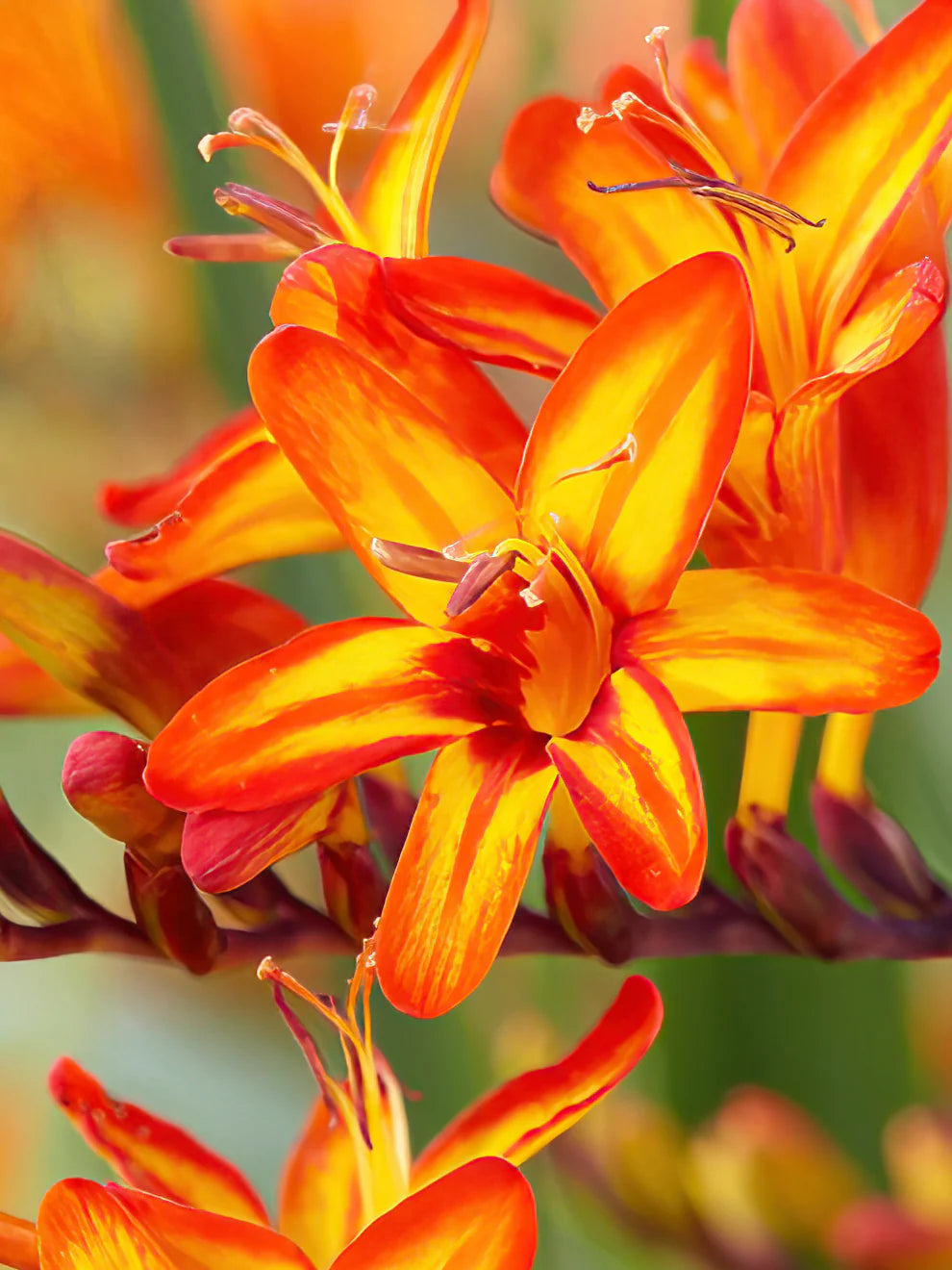 Crocosmia Firestarter Falling Stars