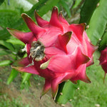 Interior view of a ripe White Fleshed Dragon Fruit (Pitaya) showing the small black edible seeds. Homegrown non-GMO exotic fruit.