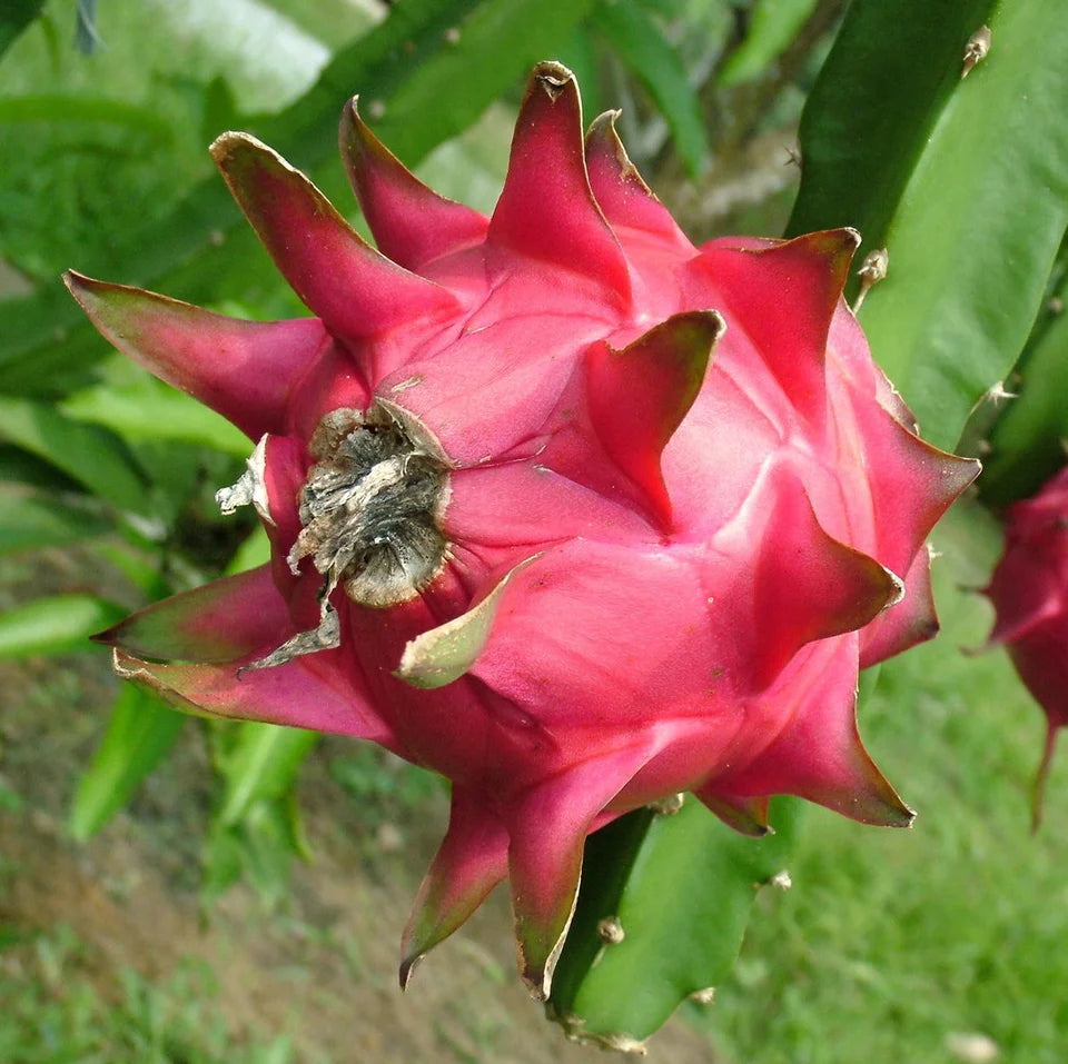 Interior view of a ripe White Fleshed Dragon Fruit (Pitaya) showing the small black edible seeds. Homegrown non-GMO exotic fruit.