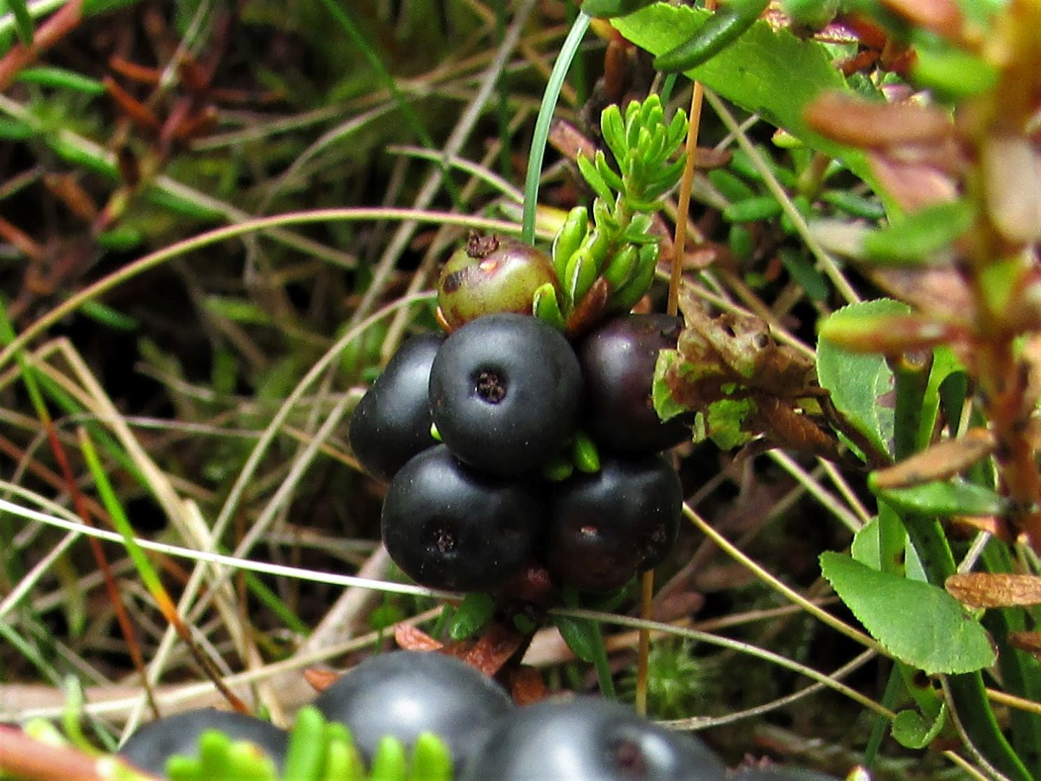 Crowberry (Empetrum nigrum)