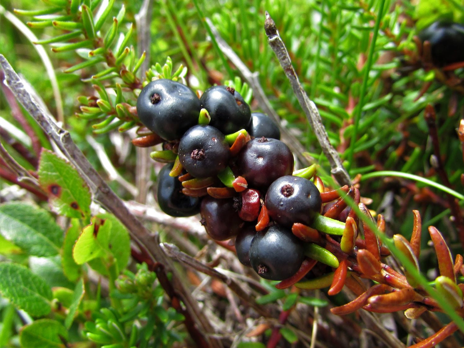 Crowberry (Empetrum nigrum)