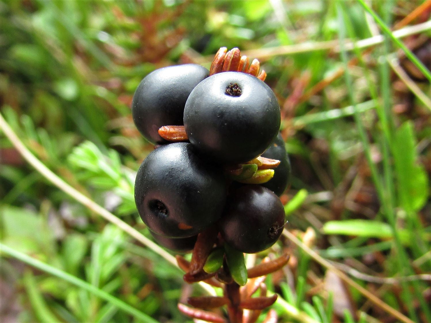 Crowberry (Empetrum nigrum)