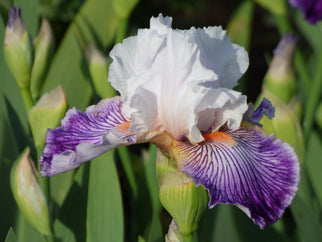 Crow's Feet Intermediate Iris