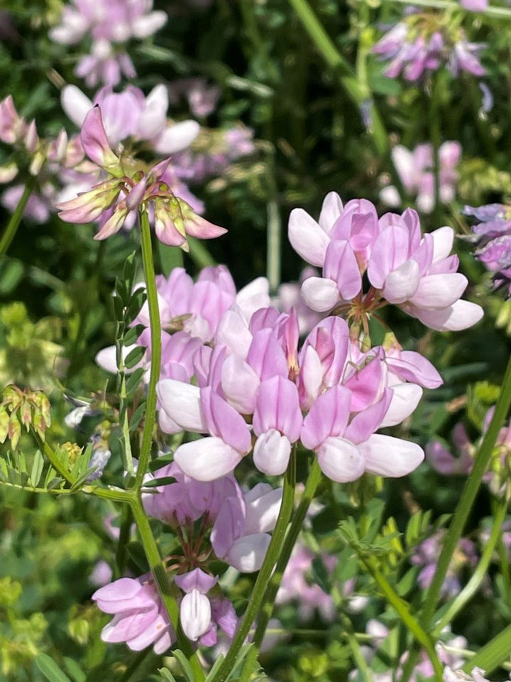 Crown Vetch Pink Flower Seeds for Planting - 100