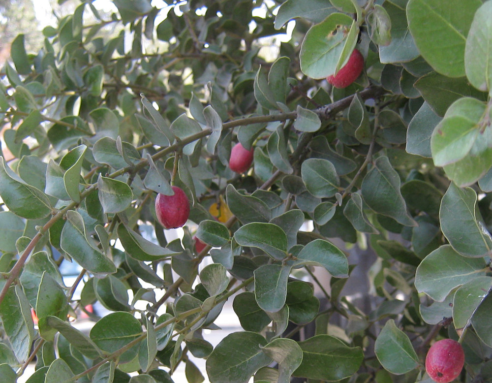 Peumo (Cryptocarya alba) – Chilean Evergreen Fruit with Unique Sweet and Citrusy Flavor