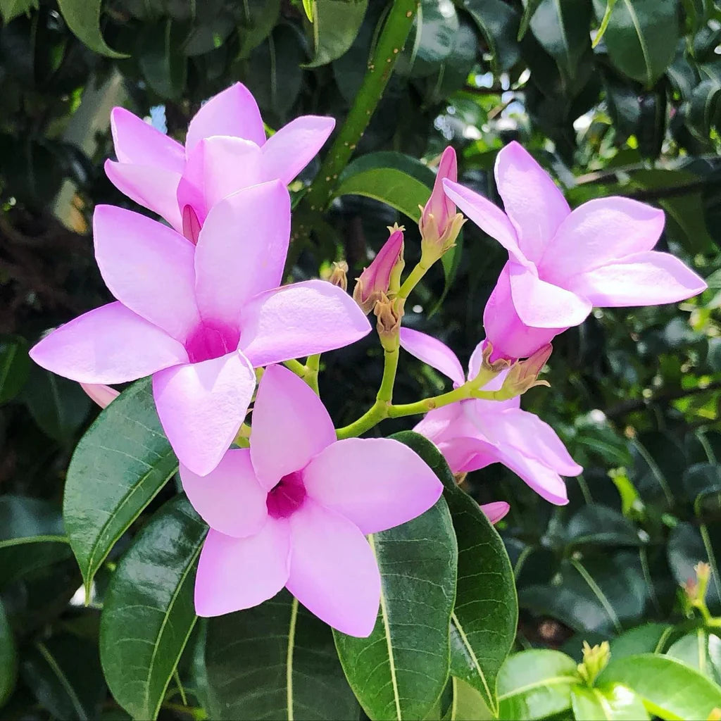 Cryptostegia Flower Seeds – Heirloom, Non-GMO Flower Seeds for Planting - Flower for planting in home garden