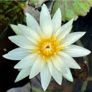 flowers high quality flower seeds for growing vibrant and colorful blooms in home gardens and landscapes organic flowers premium organic flower seeds for sustainable gardening and beautiful blossoms suitable for all climates