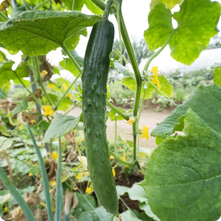 Heirloom Organic Cucumber Snake Greenhouse Louisa F1 Seeds, Vegetable Seeds for Planting