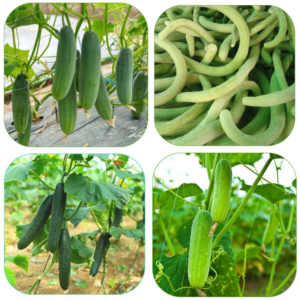 Mixed Cucumber Seeds Red Yellow White Types Balcony Fruit Garden