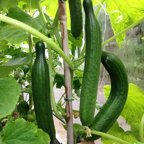 Snake Louisa F Cucumber Cucumis sativus for greenhouse planting