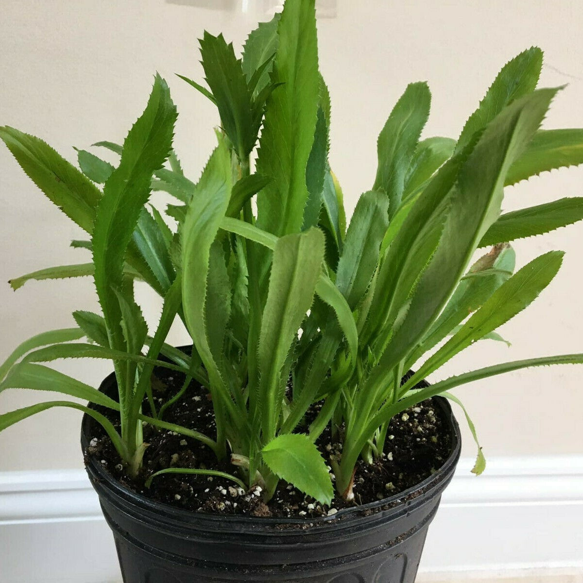 Close-up of the long, spiky leaves of Culantro (Recao)