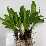 Culantro herb growing vigorously in a moist, shady garden bed