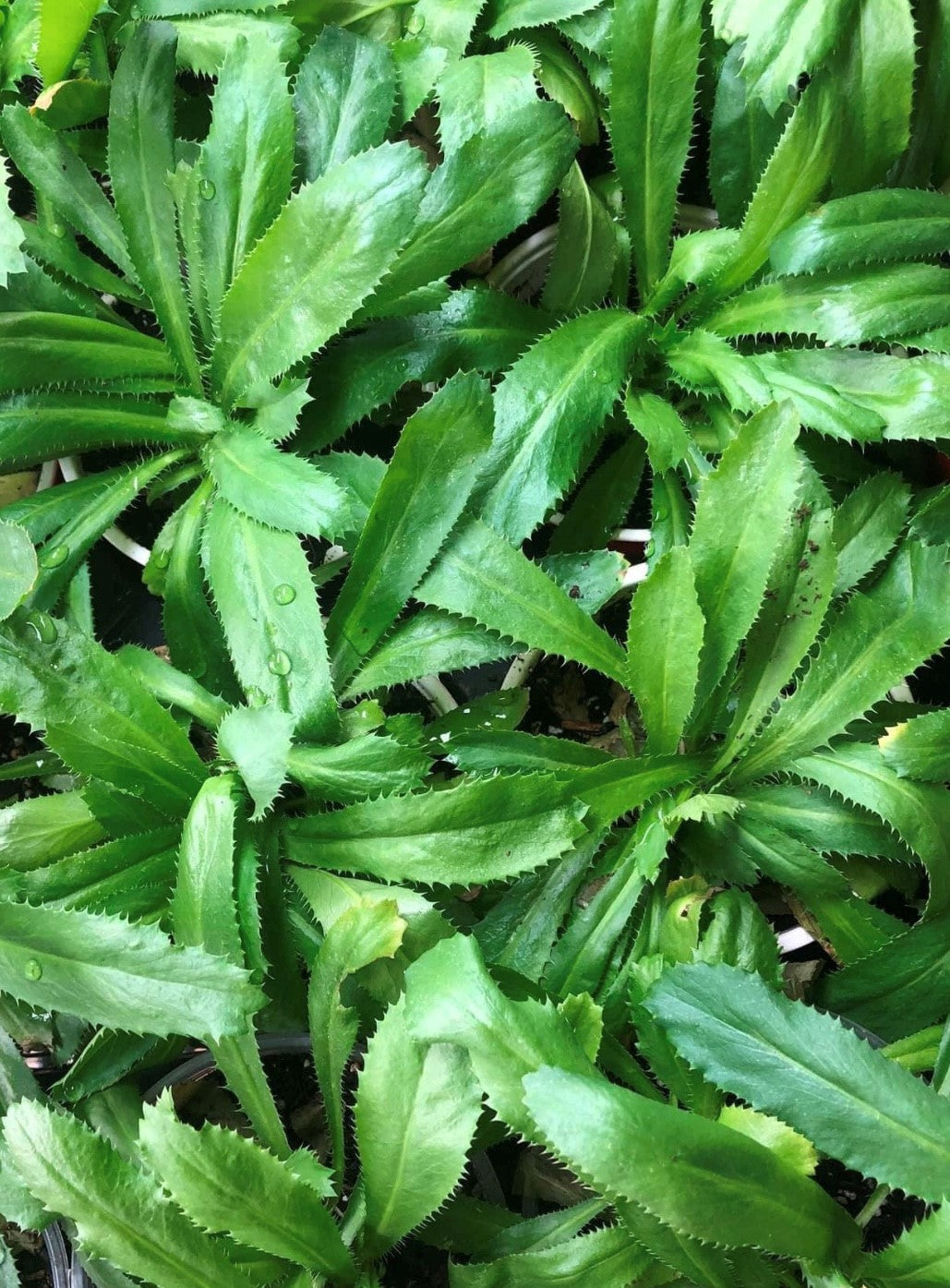 Culantro plant thriving in a terracotta container in the shade