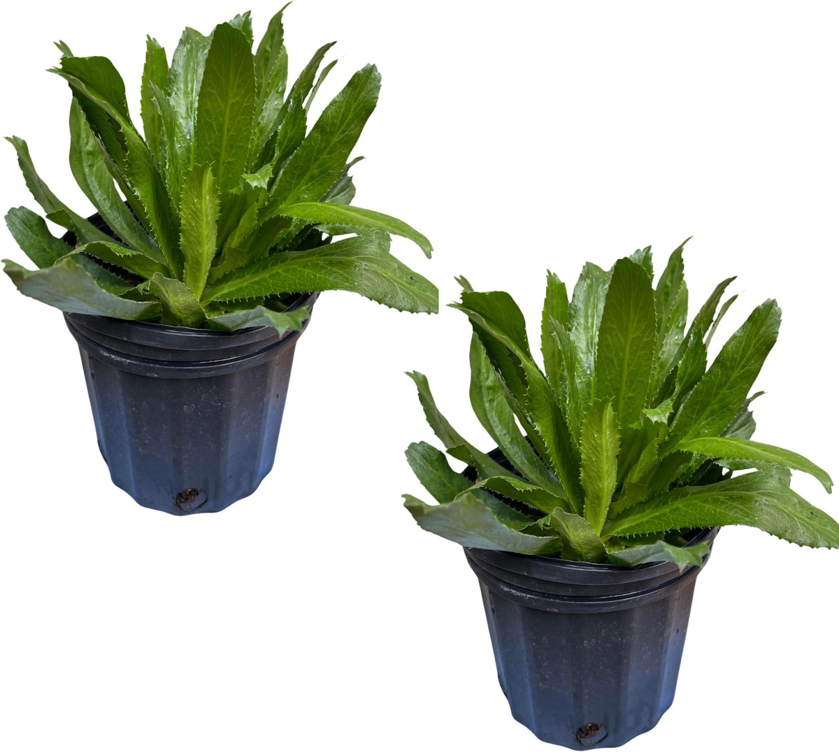 Culantro leaves used alongside other ingredients for making sofrito