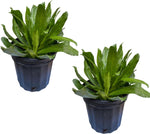 Culantro leaves used alongside other ingredients for making sofrito