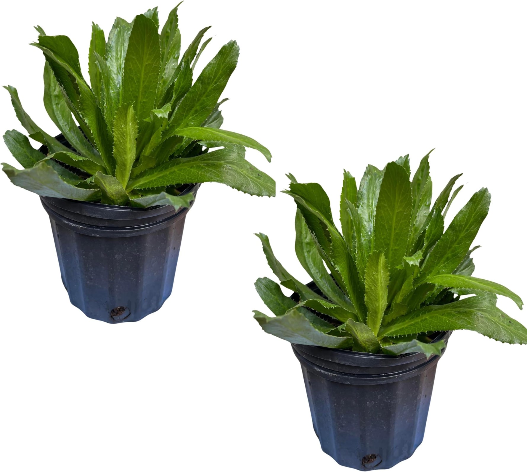 Culantro leaves used alongside other ingredients for making sofrito