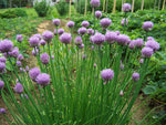 Culinary Chive seeds, mild onion flavor herb for home garden and cooking