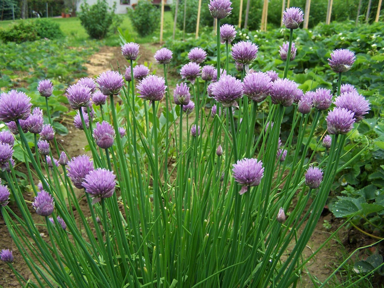 Culinary Chive seeds, mild onion flavor herb for home garden and cooking