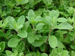 Culinary herb seeds, Marjoram Mediterranean spice for fresh and dried use