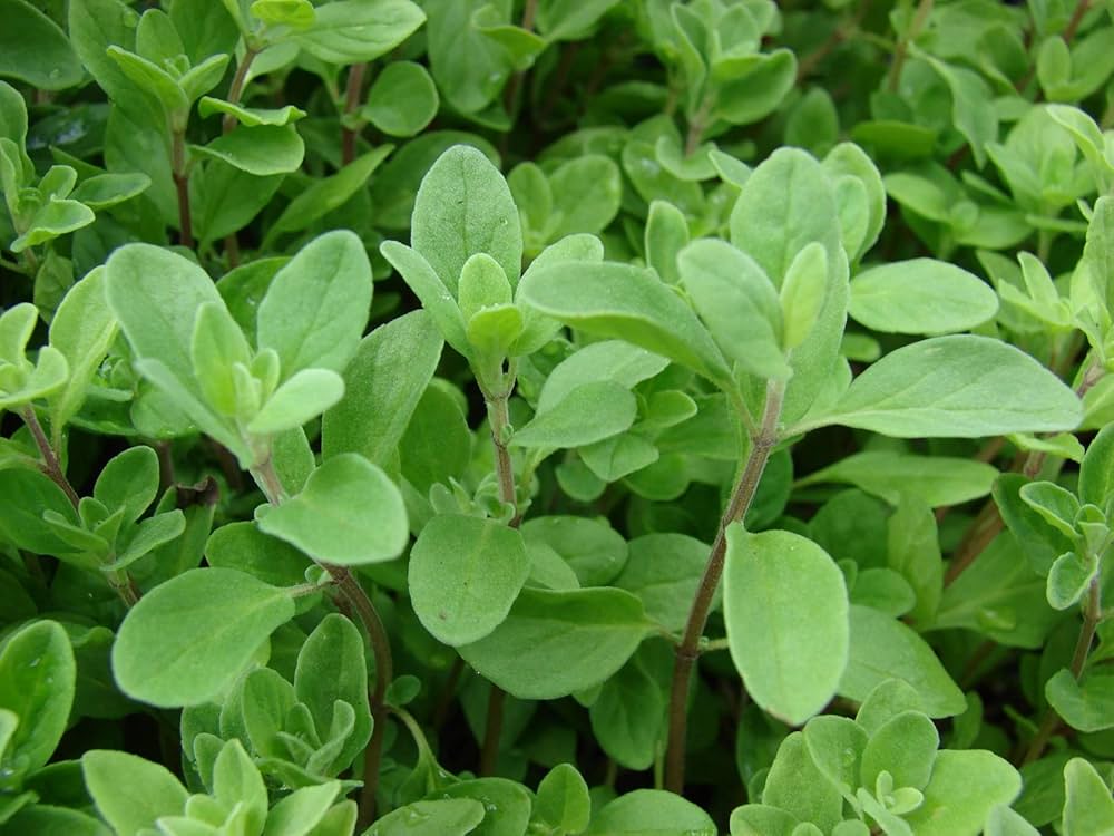 Culinary herb seeds, Marjoram Mediterranean spice for fresh and dried use