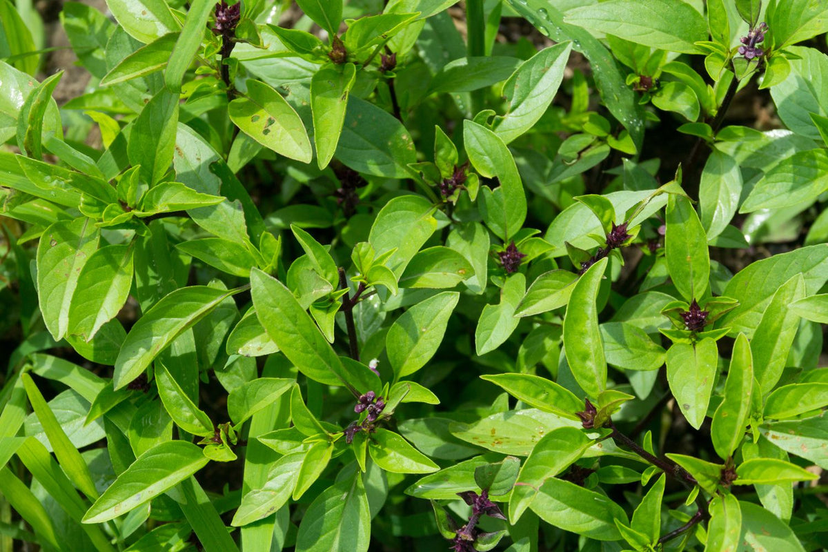 Culinary Thai Basil seeds, non-GMO herb for planting in an outdoor herb patch