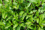 Culinary Thai Basil seeds, non-GMO herb for planting in an outdoor herb patch
