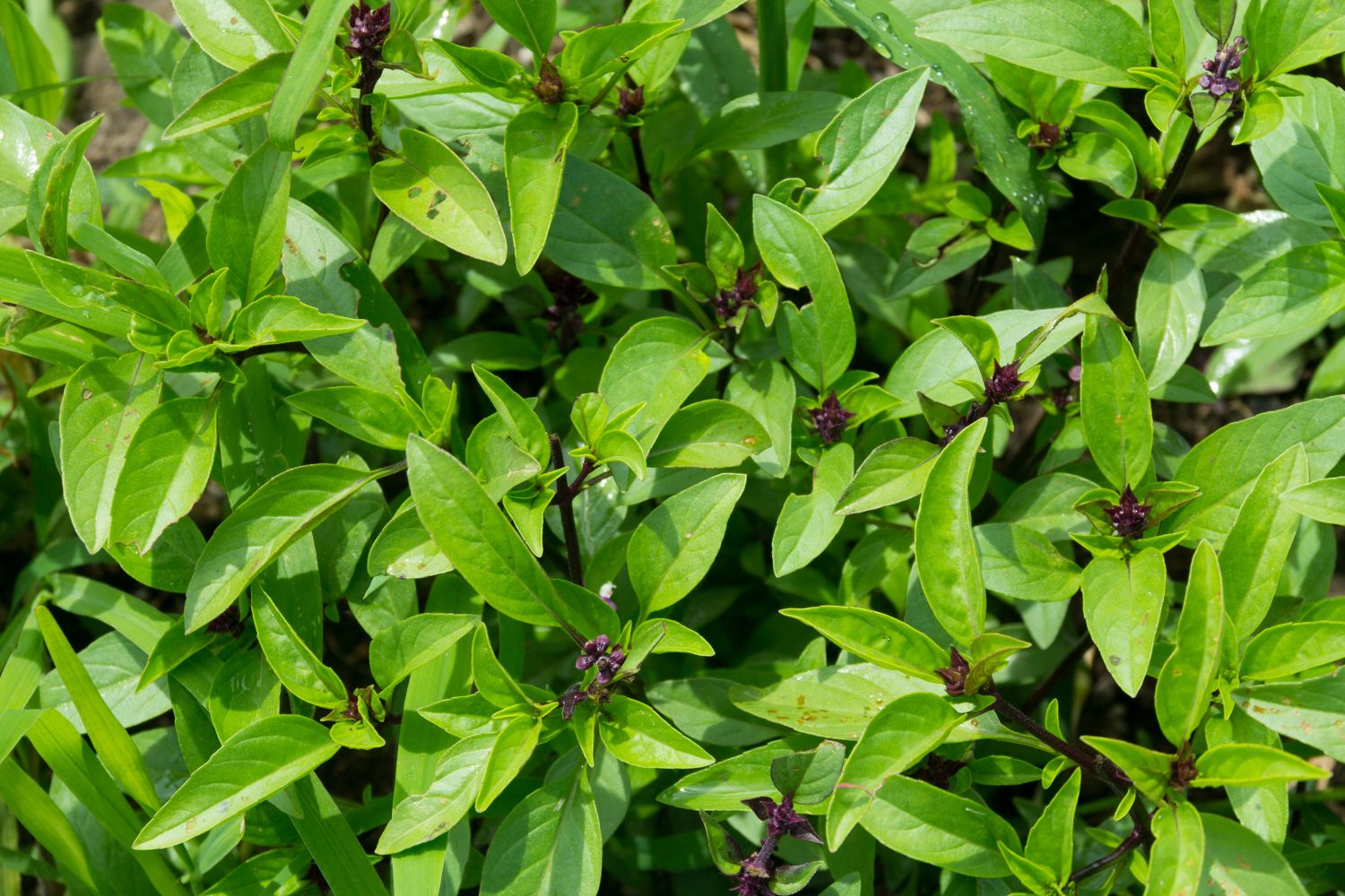 Culinary Thai Basil seeds, non-GMO herb for planting in an outdoor herb patch