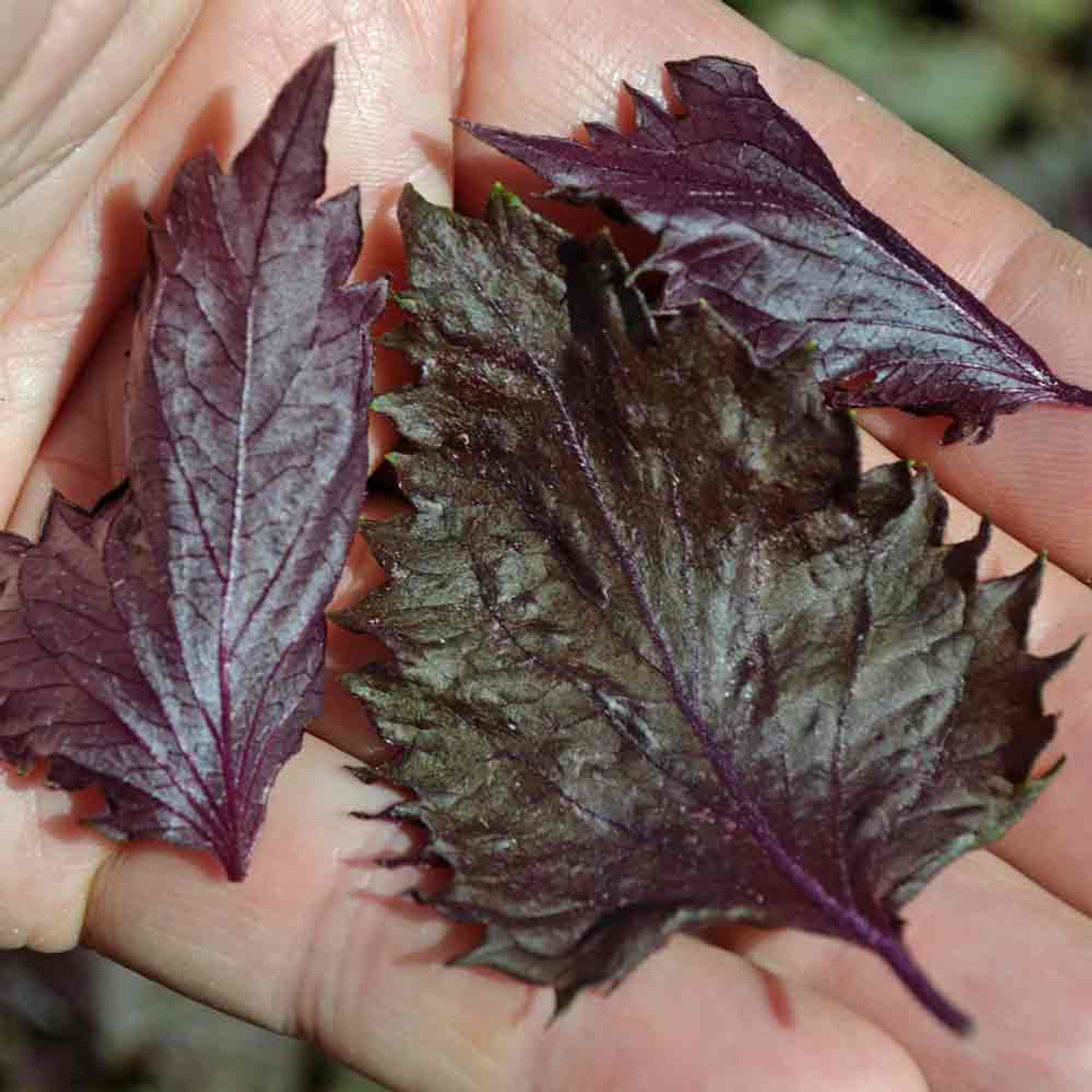Freshly harvested culinary Red Shiso leaves ready for garnishing or pickling.
