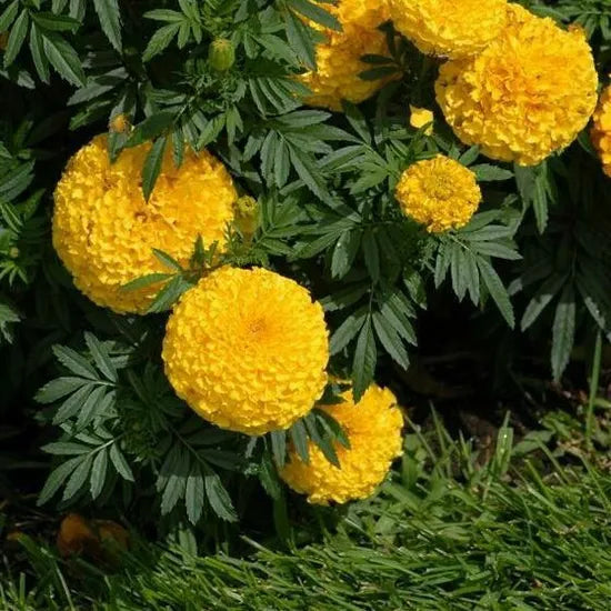 Cultivated Marigold High Quality Variety Marigold Flower – Heirloom, Non-GMO, High Germination Organic Garden Seeds
