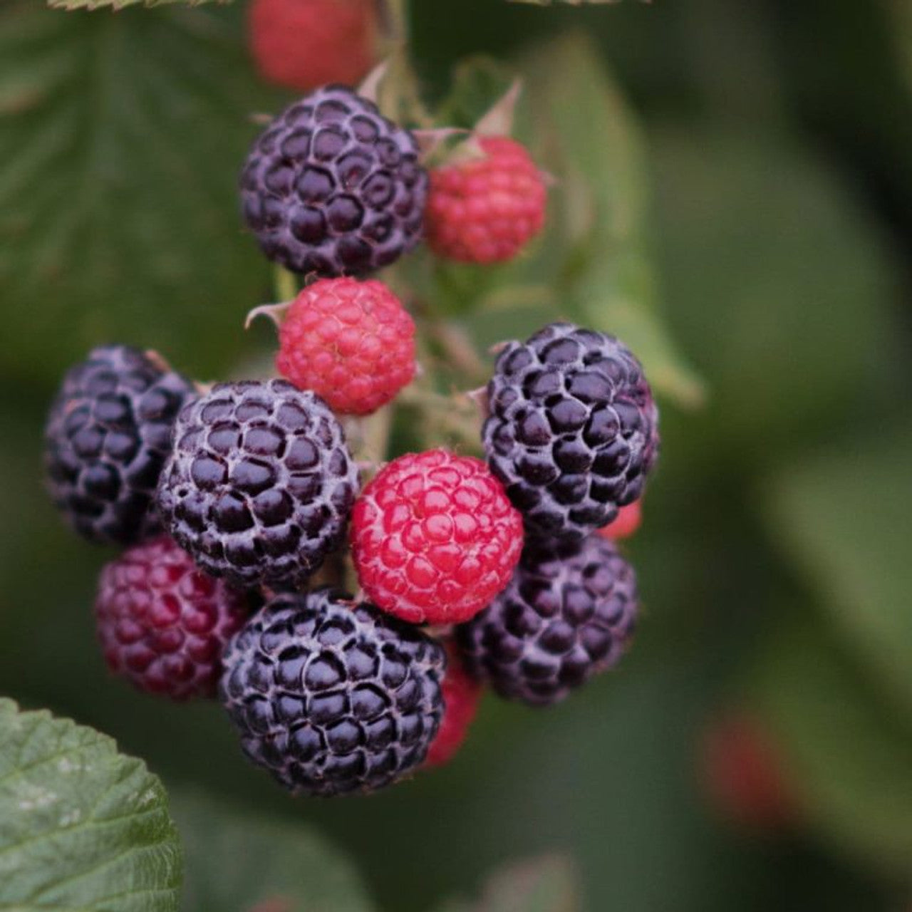 Tahi Black Raspberry Plants