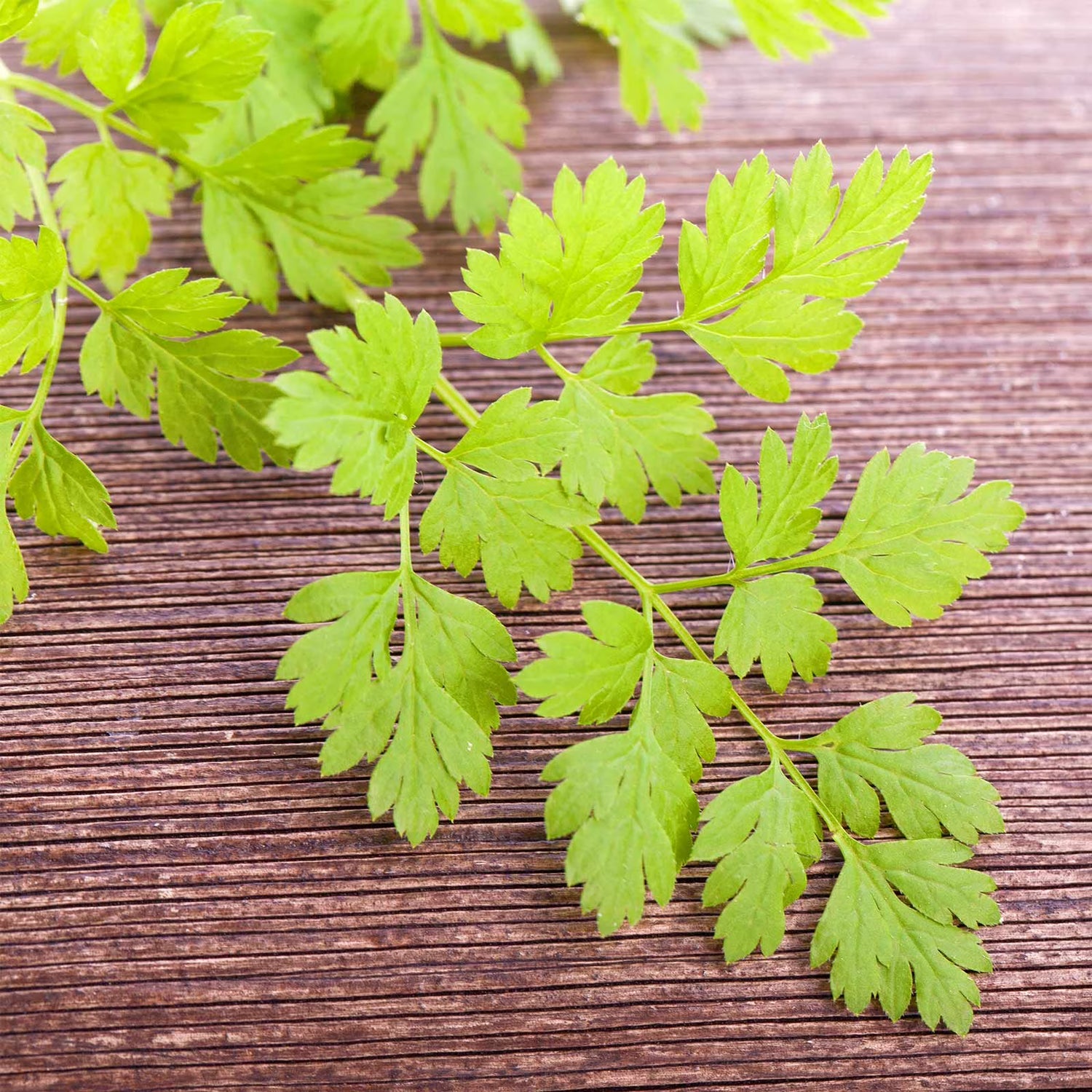 Green Chervil Vegetable Seeds for Planting heirloom & Non-GMO Seeds