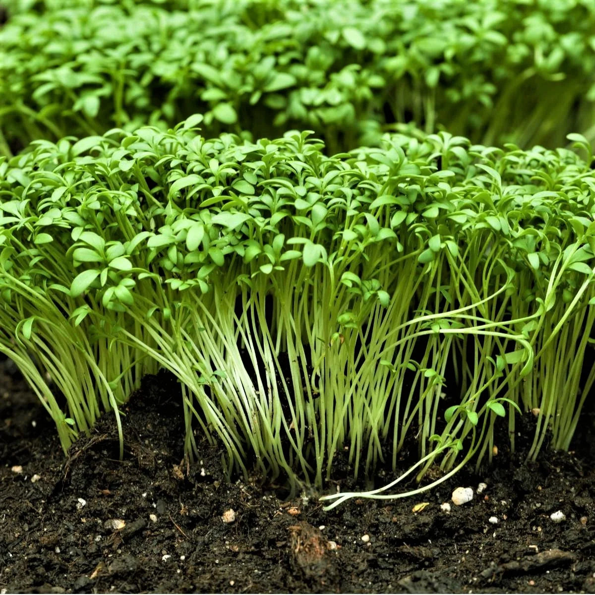 Cress Seeds - Curled