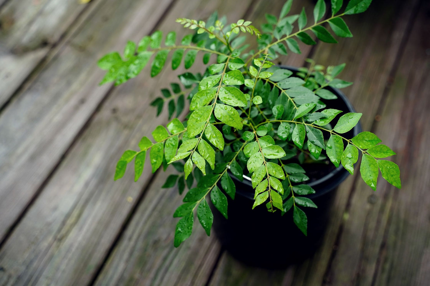 Curry Leaf Plant