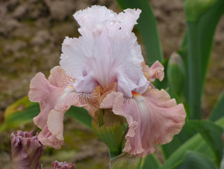 Cut to Order Tall Bearded Iris