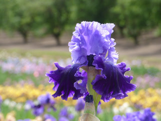 Cybergrape Tall Bearded Iris