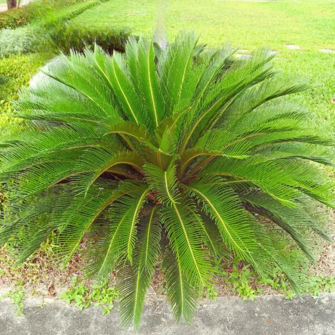 Cycas revoluta seeds planting guide, slow-growing perennial germination tips