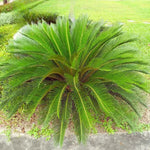 Cycas revoluta seeds planting guide, slow-growing perennial germination tips