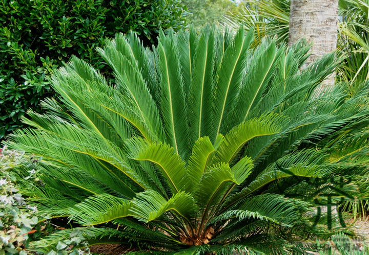 Cycas Plant Seeds for Planting, Brown, 100