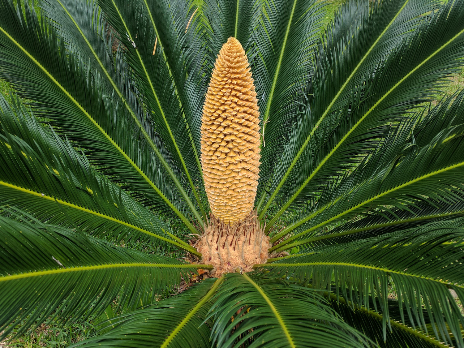 AMERIQUE Cycas Revoluta Sago Palm Tree Artificial Plant Seeds