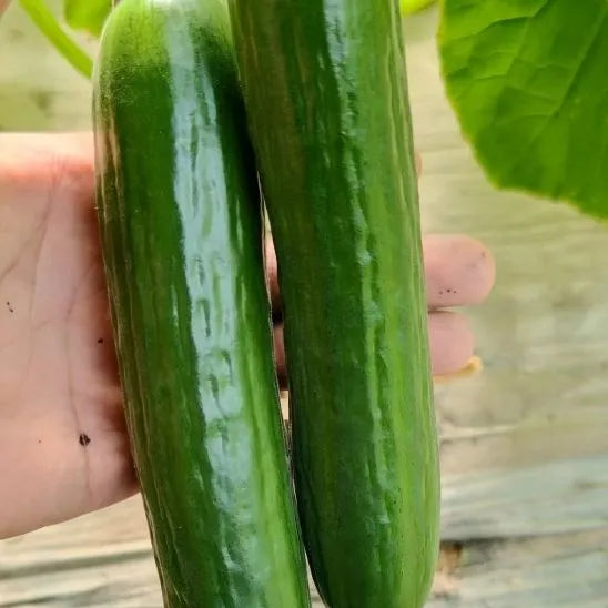 Cylindrical Shape Cucumber For Sale heirloom non-gmo organic garden seeds