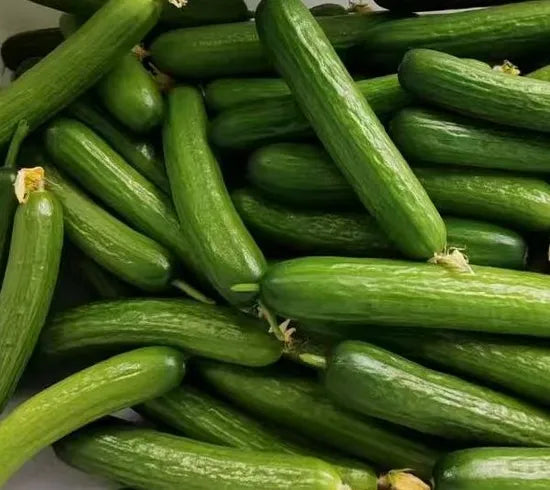 Cylindrical Shape Disease Resistant Cucumber heirloom non-gmo organic garden seeds