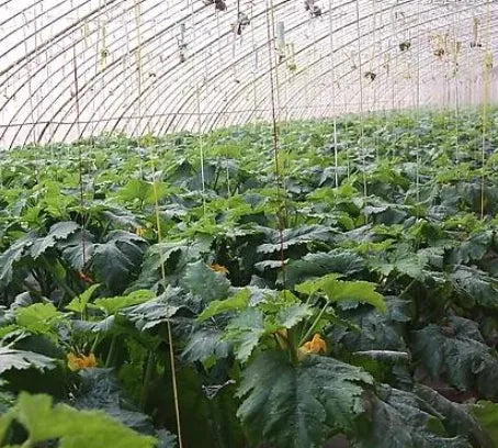 Cylindrical Type Disease Resistance Transportation Resistant Squash heirloom non-gmo organic garden seeds