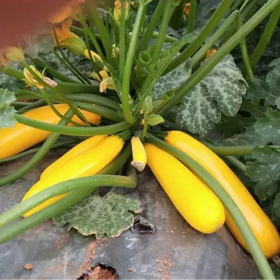 Cylindrical Type Disease Resistance Transportation Resistant Squash – Heirloom, Non-GMO, High Germination Organic Garden Seeds