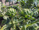 Cynara Scolymus_Artichoke seeds_leaves_vernalization_guide