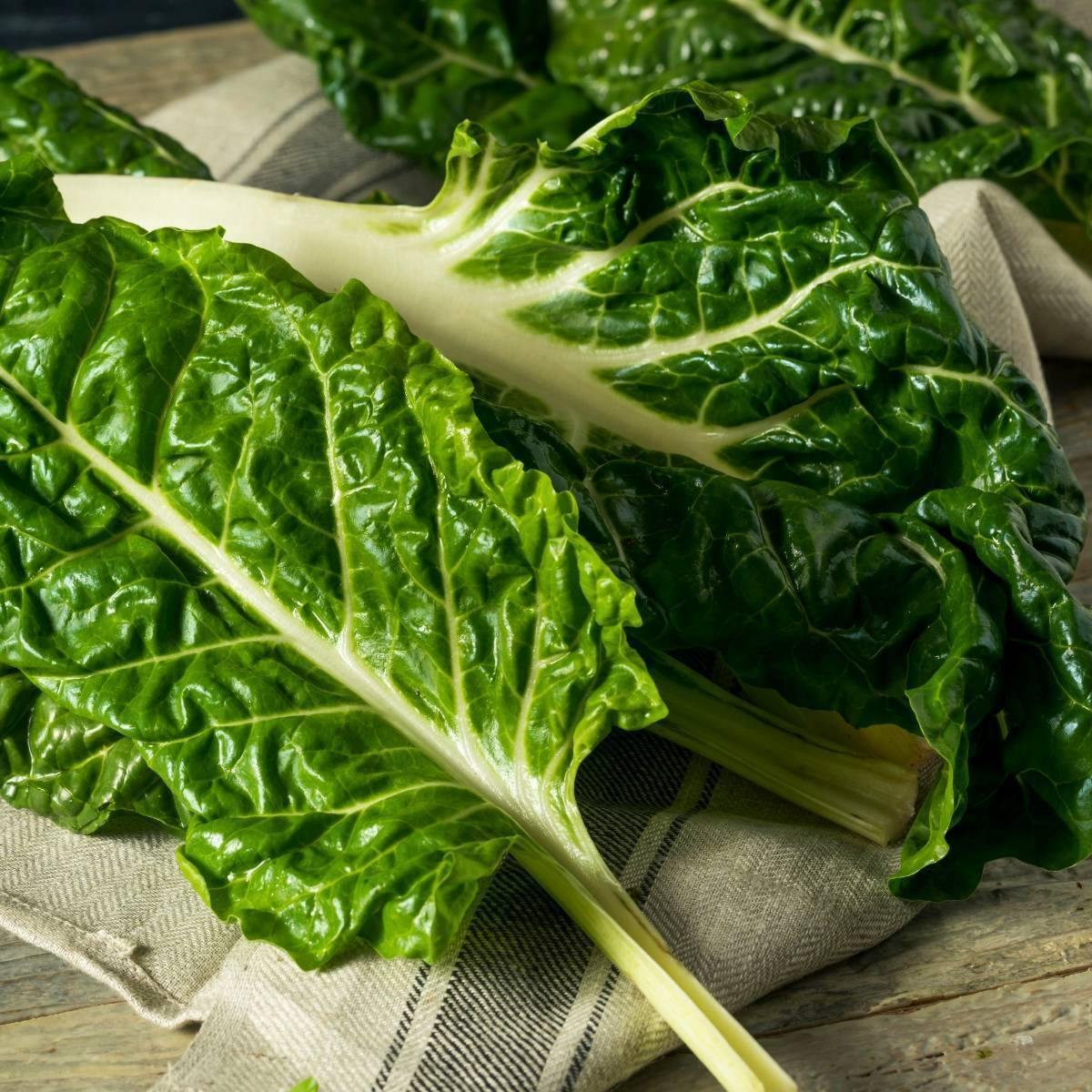 Large White Ribbed Silverbeet Seeds