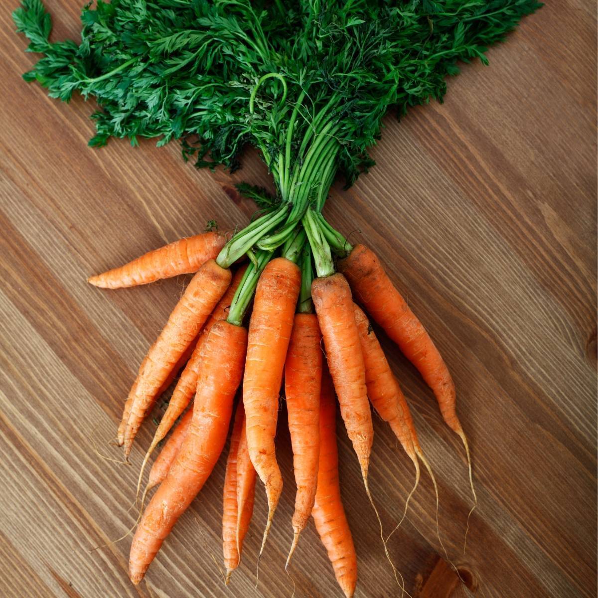 Baby Amsterdam Carrot Seeds