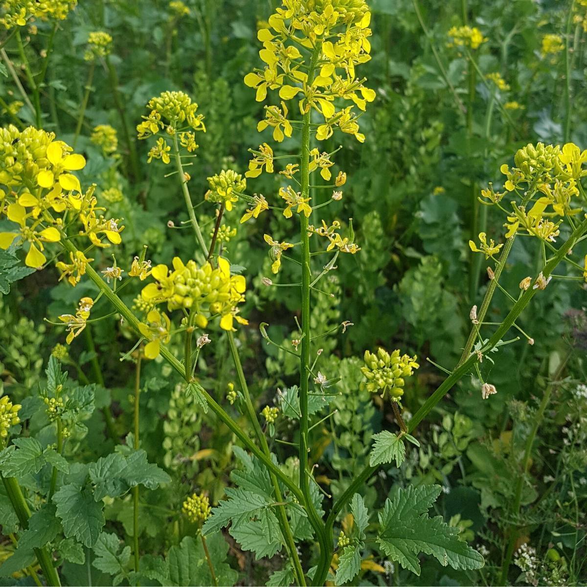 White Mustard Seeds