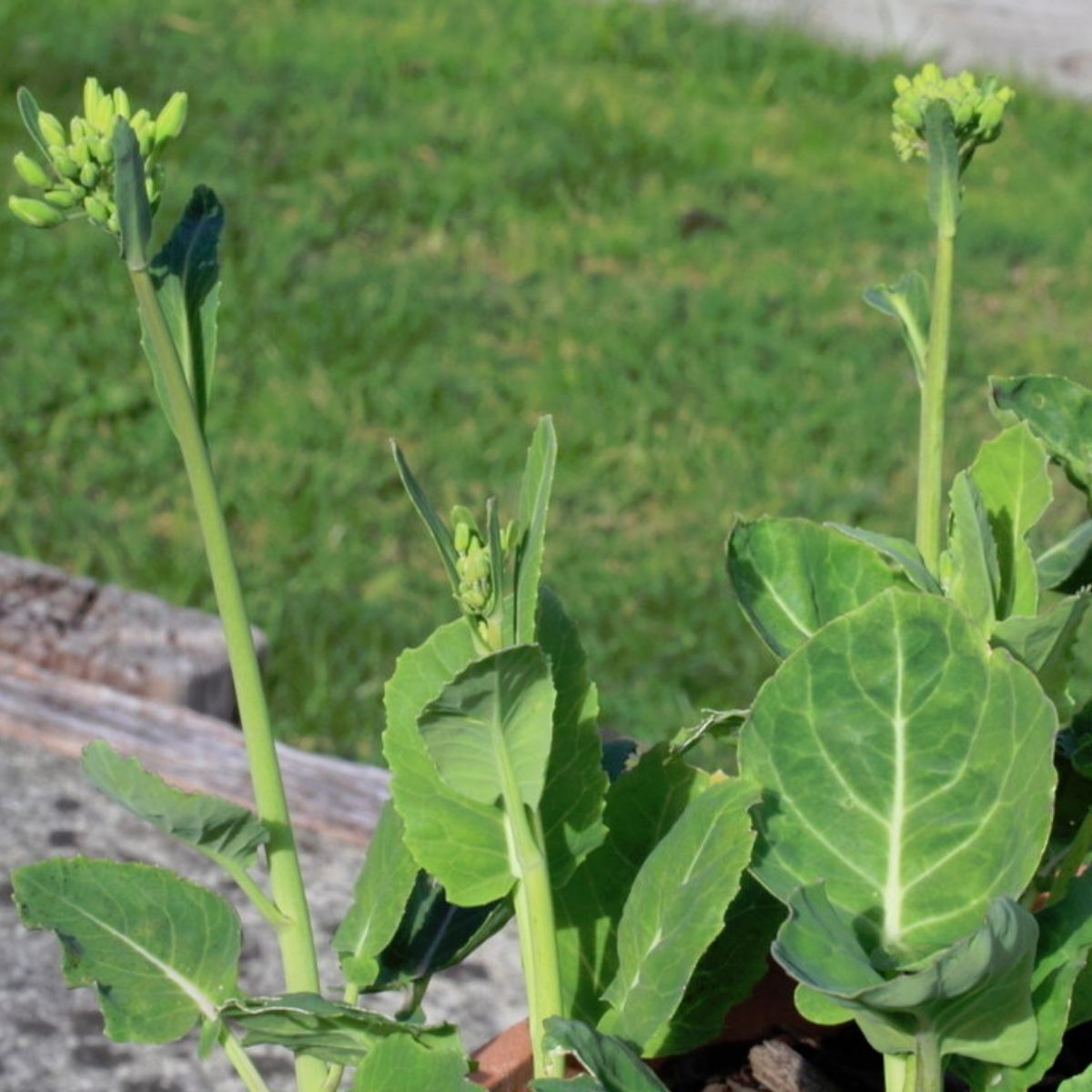 Hong Kong Chinese Broccoli Seeds