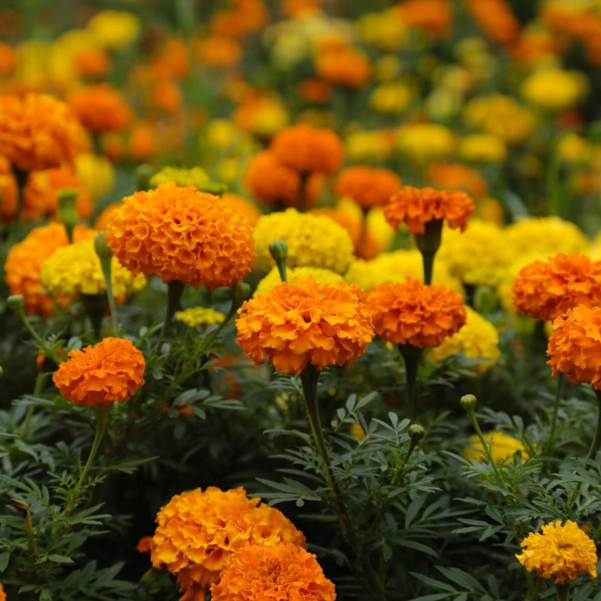 Marigold African Crackerjack Seeds