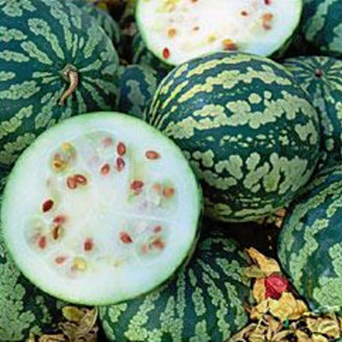 Red Seeded Citron Preserving Melon Seeds